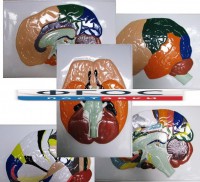 Модель барельефная "Доли, извилины, цитоархитектонические поля головного мозга" (5 планшетов) - fgospostavki.ru - Иркутск