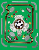 Модель-аппликация "Строение клетки" (набор из 54 пластмассовых фигур) - fgospostavki.ru - Иркутск