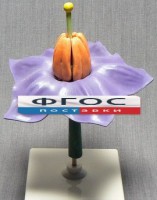 Модель "Цветок картофеля" - fgospostavki.ru - Иркутск