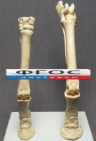 Скелет конечности лошади (передняя и задняя) на подставке - fgospostavki.ru - Иркутск