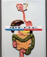 Модель барельефная "Пищеварительный тракт" - fgospostavki.ru - Иркутск