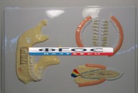 Модель барельефная "Челюсть человека" - fgospostavki.ru - Иркутск