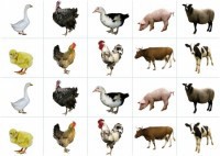 Комплект карточек "Запоминай, играй, считай" - Домашние животные - fgospostavki.ru - Иркутск