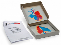 Модель-аппликация "Этапы эволюции сердца у позвоночных" (набор из 4 карт) - fgospostavki.ru - Иркутск