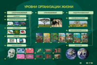 Электрифицированный стенд "Уровни организации жизни" - fgospostavki.ru - Иркутск