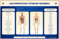 Электрифицированный стенд-тренажер c макетом скелета "Анатомическое строение человека" - fgospostavki.ru - Иркутск