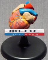 Модель "Сердце" (лабораторная) - fgospostavki.ru - Иркутск