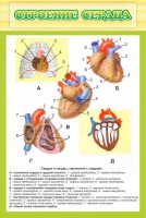 Стенд "Строение сердца" - fgospostavki.ru - Иркутск