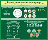 Стенд "Формы размножения организмов" - fgospostavki.ru - Иркутск