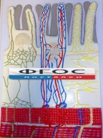 Модель барельефная "Ворсинка кишечная с сосудистым руслом" - fgospostavki.ru - Иркутск