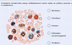 Интерактивные курсы. Биология 11 класс. Расширенный. - fgospostavki.ru - Иркутск