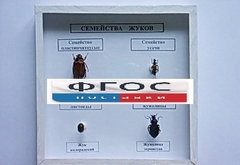 Коллекция "Семейство жуков" - fgospostavki.ru - Иркутск