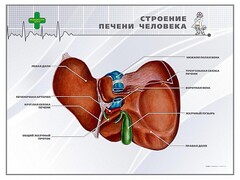 Стенд "Строение печени человека" - fgospostavki.ru - Иркутск