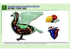 Рельефная таблица "Внутреннее строение голубя" (формат А1, матовое ламинирование) - fgospostavki.ru - Иркутск