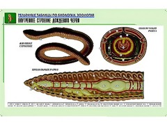 Рельефная таблица "Внутреннее строение дождевого червя" (формат А1, матовое ламинирование) - fgospostavki.ru - Иркутск