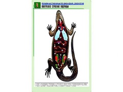 Рельефная таблица "Внутреннее строение ящерицы" (формат А1, матовое ламинирование) - fgospostavki.ru - Иркутск