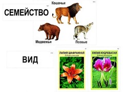 Модель-аппликация "Классификация растений и животных" (ламинированная) - fgospostavki.ru - Иркутск