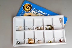 Коллекция "Раковины моллюсков" - fgospostavki.ru - Иркутск