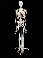 Скелет человека на роликовой подставке (170 см) - fgospostavki.ru - Иркутск