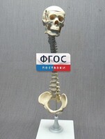 Модель "Позвоночник с черепом и тазом" - fgospostavki.ru - Иркутск