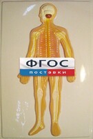 Модель барельефная "Нервная система человека" - fgospostavki.ru - Иркутск