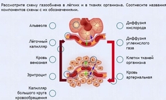 Интерактивные курсы. Биология 9 класс. Расширенный. - fgospostavki.ru - Иркутск