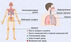 Интерактивные курсы. Биология 9 класс. Базовый. - fgospostavki.ru - Иркутск