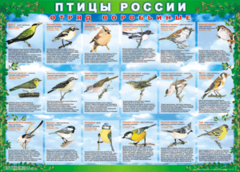 Комплект таблиц "Птицы России (4 листа)" (100х140 сантиметров, винил) - fgospostavki.ru - Иркутск