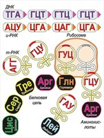 Модель-аппликация Биосинтез белка - fgospostavki.ru - Иркутск
