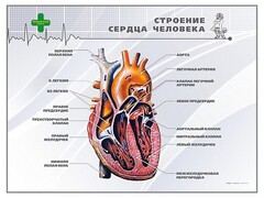 Стенд "Строение сердца человека" - fgospostavki.ru - Иркутск