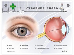 Интерактивный стенд "Строение глаза" - fgospostavki.ru - Иркутск