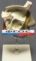 Модель "Разрез носоглотки" - fgospostavki.ru - Иркутск