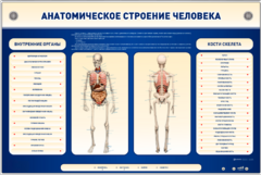 Электрифицированный стенд-тренажер c макетом скелета "Анатомическое строение человека" - fgospostavki.ru - Иркутск