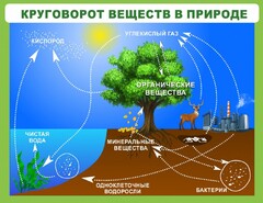 Стенд "Круговорот веществ" - fgospostavki.ru - Иркутск