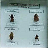 Коллекция энтомологическая "Представители отряда насекомых" - fgospostavki.ru - Иркутск