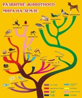 Стенд "Развитие животного мира на земле" - fgospostavki.ru - Иркутск