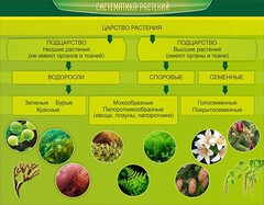 Стенд "Систематика растений" - fgospostavki.ru - Иркутск
