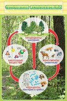 Стенд "Строение экосистемы" - fgospostavki.ru - Иркутск