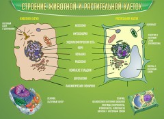  Биология - fgospostavki.ru - Иркутск