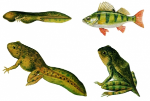 Модель-аппликация Цикл развития костной рыбы и лягушки - fgospostavki.ru - Иркутск