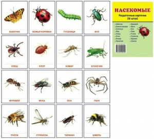 Раздаточные карточки "Насекомые" - fgospostavki.ru - Иркутск