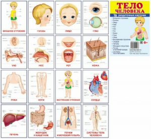 Раздаточные карточки "Тело человека" - fgospostavki.ru - Иркутск