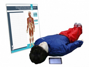 "Игорь-02" манекен-тренажер взрослого пострадавшего для отработки приемов сердечно-легочной реанимации (голова, туловище, конечности) с беспроводным планшетным компьютером и настенным анатомическим табло - fgospostavki.ru - Иркутск