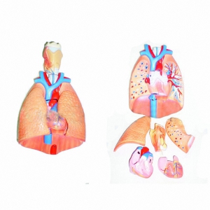 Модель "Система органов дыхания" - fgospostavki.ru - Иркутск