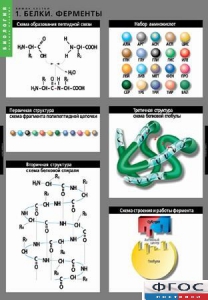 Комплект таблиц. Биология. Химия клетки. - fgospostavki.ru - Иркутск