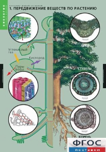 Комплект таблиц. Биология. Растение – живой организм. - fgospostavki.ru - Иркутск