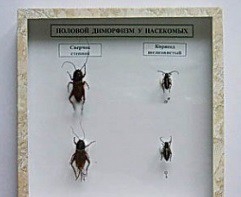 Коллекция энтомологическая "Половой диморфизм" - fgospostavki.ru - Иркутск