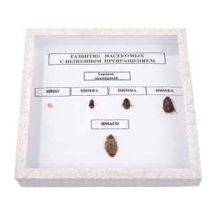 Коллекция "Развитие насекомых с неполным превращением" - fgospostavki.ru - Иркутск