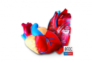 Модель сердца человека (анатомическая) - fgospostavki.ru - Иркутск