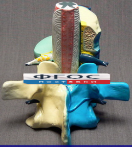 Модель "Части позвоночника человека" - fgospostavki.ru - Иркутск